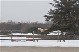 DSZ_2388